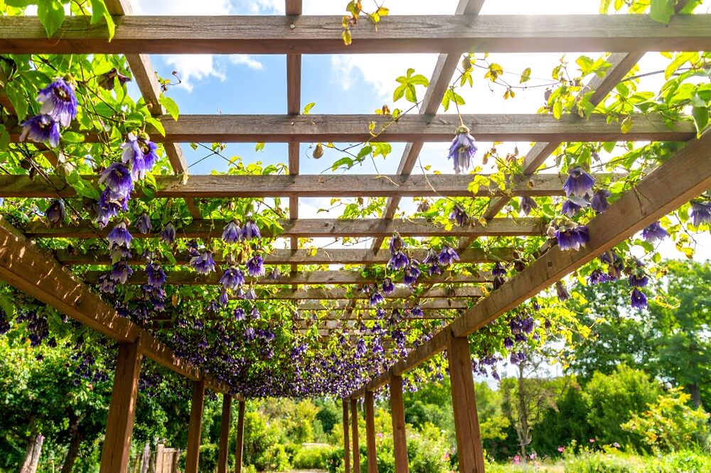 How to Choose the Right Garden Trellis for Your Plants